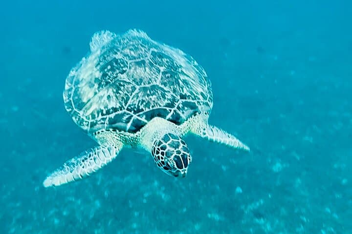 Martinique : Après-midi tortues et anses coraliennes