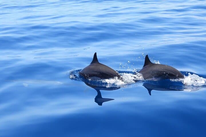 Martinique : Matinée Dauphins