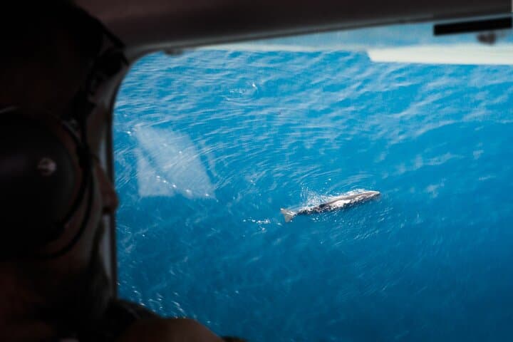Kaikoura: Whale Watching Flight