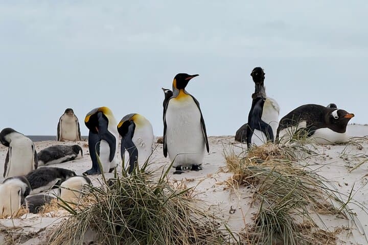 Ultimate Falklands Yorke Bay Gentoo Colony Tour
