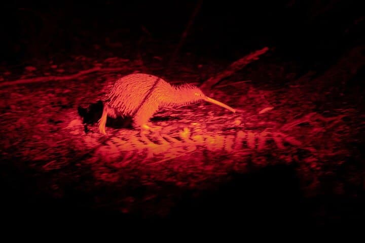 Stewart Island Wild Kiwi Experiences