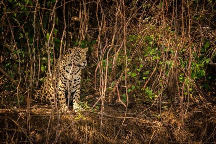2-Days Wilderness Escape to Pench National Park from Nagpur