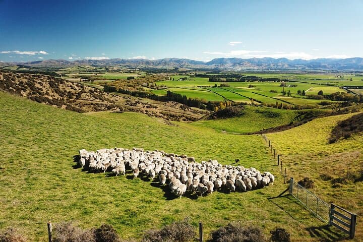 Merino Farm Experience
