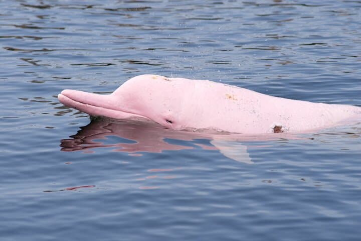 Pink Dolphin and Pig Island Snorkeling Tour from Koh Samui
