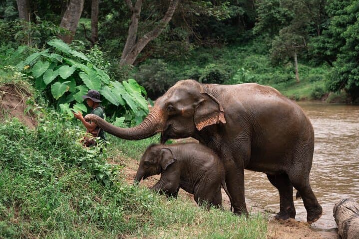 Chiang Mai Elephant Sanctuary, Bamboo Rafting and Waterfall Tour