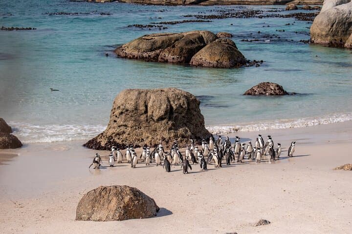 Cape of Good Hope and Boulders Penguins Day Tour from Cape Town 