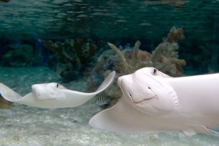 כרטיס כניסה לאקווריום Sea Life Charlotte Concord