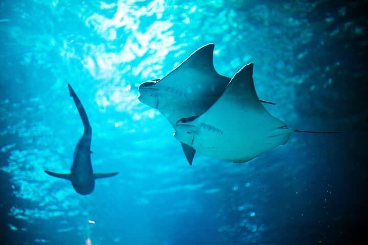 כרטיס כניסה לאקווריום SEA LIFE מישיגן