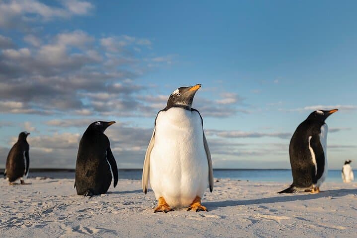 Falkland Islands Wildlife Tour in Bertha Beach and Stanley