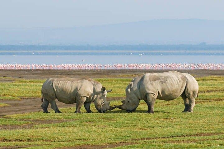 One Day Tour to Lake Nakuru from Nairobi 4WD
