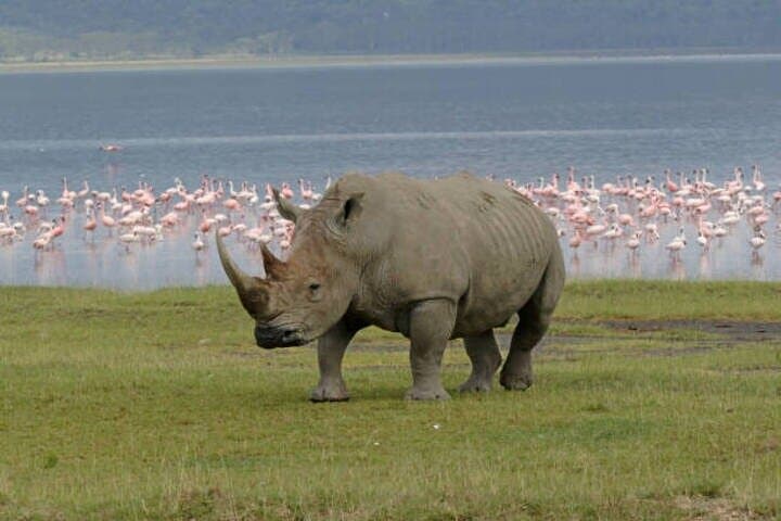 One Day Tour to Lake Nakuru from Nairobi 4WD
