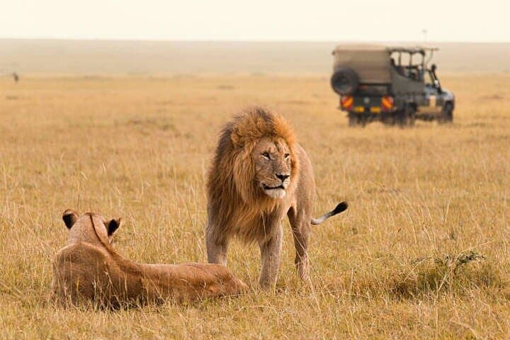 Half Day Guided Tour in Nairobi National Park with 4x4 Vehicle