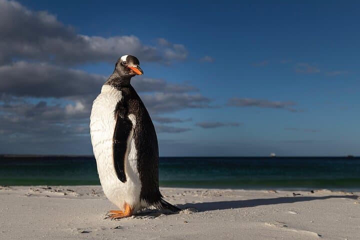 Falkland Islands Tour Gypsy Cove Cape Pembroke and Stanley