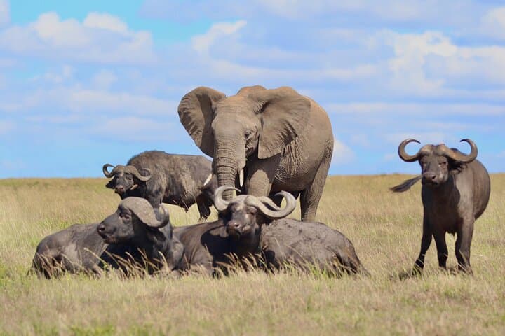 Day Tour to Maasai Mara Reserve From Nairobi