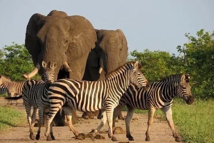 Safari adventure in Quiçama