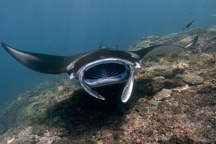 Snorkeling Manta Rays, Land Tour Tembeling Pool & Kelingking