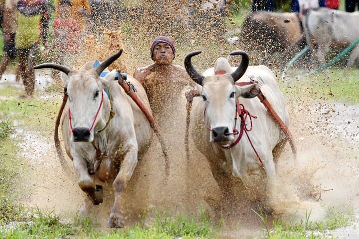 טיול פרטי של יומיים לראות את מרוץ השוורים ואת פרח רפלזיה ארנולי