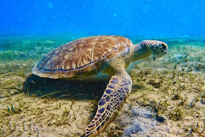 2 ½ - Hour Guided Snorkel Tour of Phil Foster park, Free Videos!