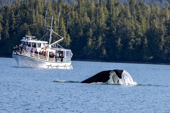 Wildlife Viewing, Sightseeing and Whale Watching Quest