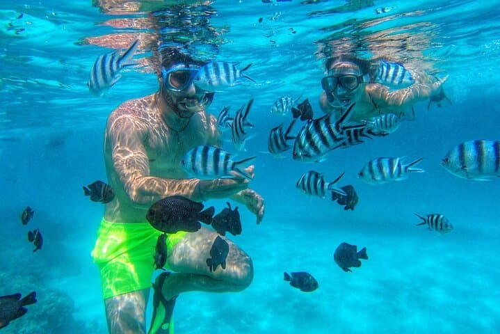 סיור דולפינים ושנורקלינג באי מנמבה