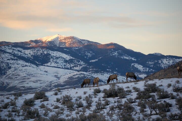 Winter in Yellowstone Wildlife Tour
