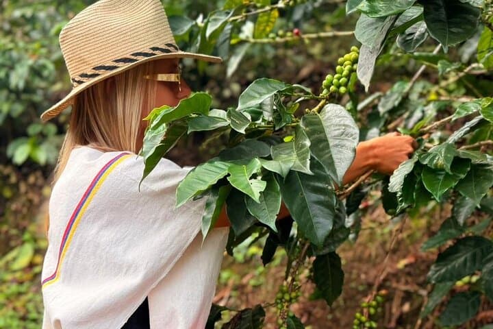 Coffee Tour Near Pereira Grisales Coffee Tour