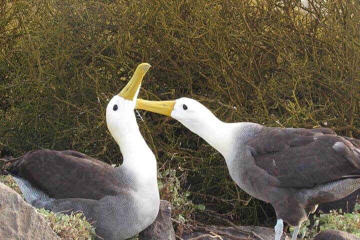 Española Island Tour: Waved Albatross and Wildlife Adventure