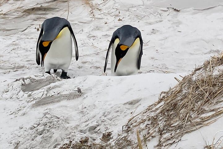 Gentoo Penguin Colony Falklands Tour with Transportation