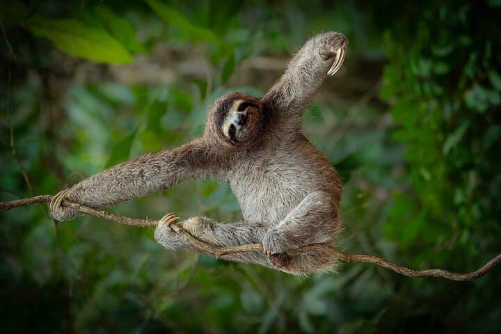 Sloth Tour in Rainforest, Waterfall, Organic Coffee and Chocolate