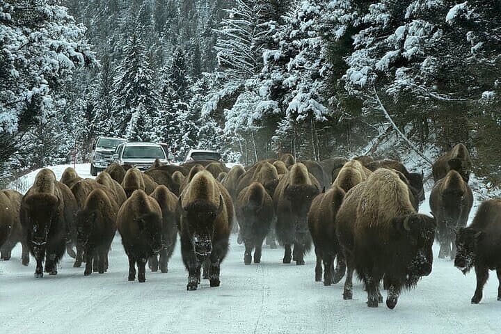 Big Sky Winter Wildlife Safari Lamar Valley Breakfast and Lunch