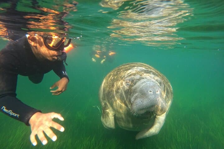 All-Inclusive Small Group Manatee Swim with Free Photos