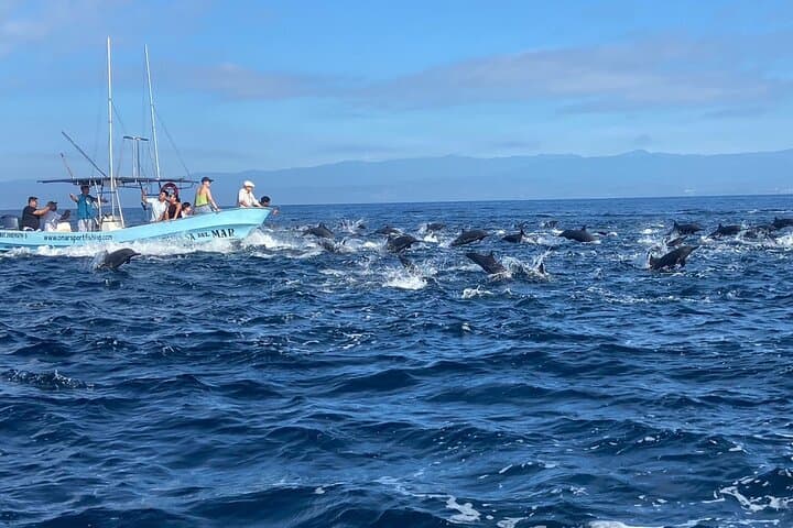 טיול בסירה כדי לראות חיי ים בפוארטו אסקונידו