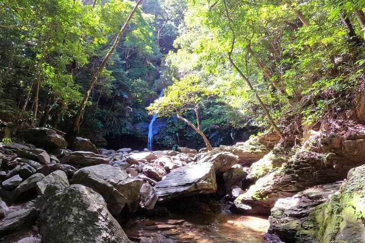 Okinawa Jungle Trails & Waterfalls – Private Yanbaru Tour