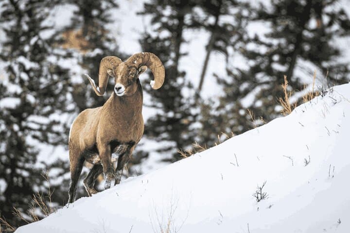 הדגשים בבנף וחיות בר | הרפתקת קבוצות קטנות זוכה פרסים
