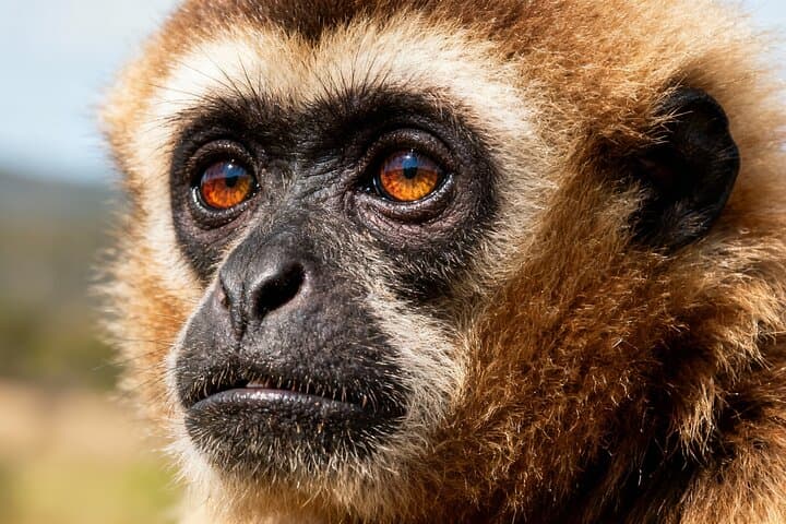 2-Day Hoolock Gibbons Wildlife Tour from Guwahati