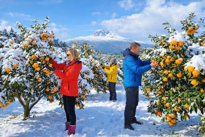South-West Jeju Adventure - Hallasan & Local Tangerine Farm Fun
