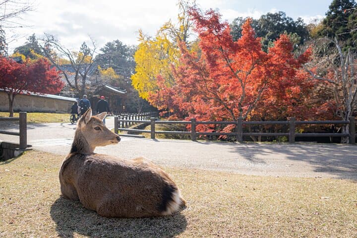 Nara Highlight Walking Tour with Furoshiki Experience with Lunch