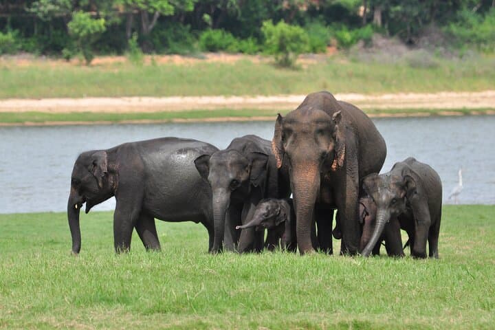 פארק מינריה הלאומי ספארי חצי יום