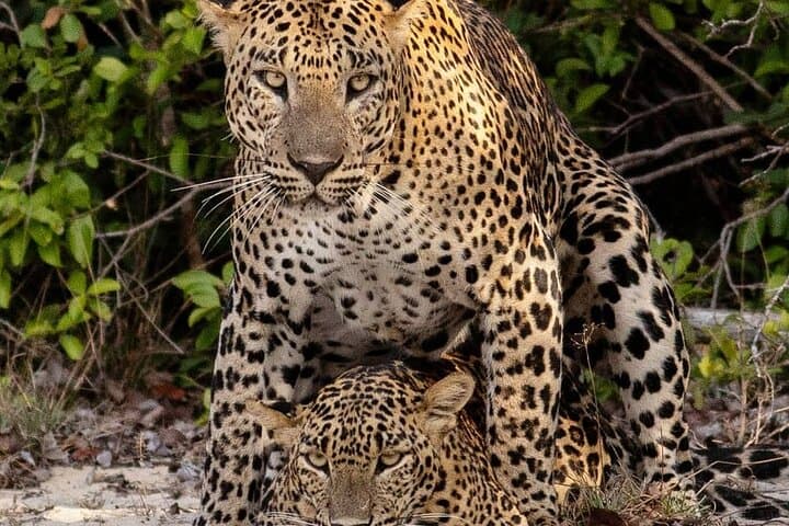 Special Leopards Safari Yala National Park - 04:30 AM to 11:30 AM