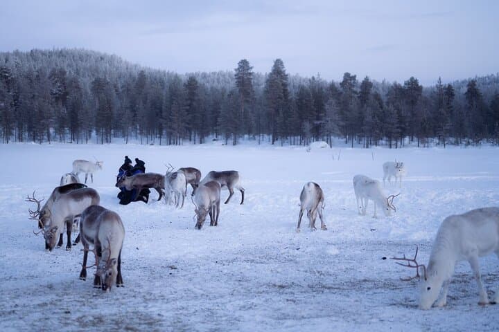 A Day with Reindeer Herders