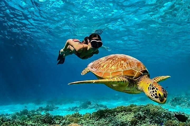 שנורקלינג פרטי באי גילי (אלמוגים, פסל וצבים)