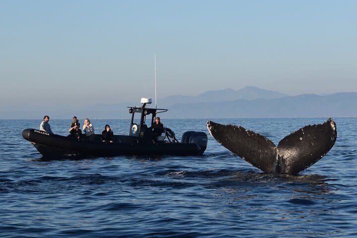 Up Close Dolphin & Whale Watching
