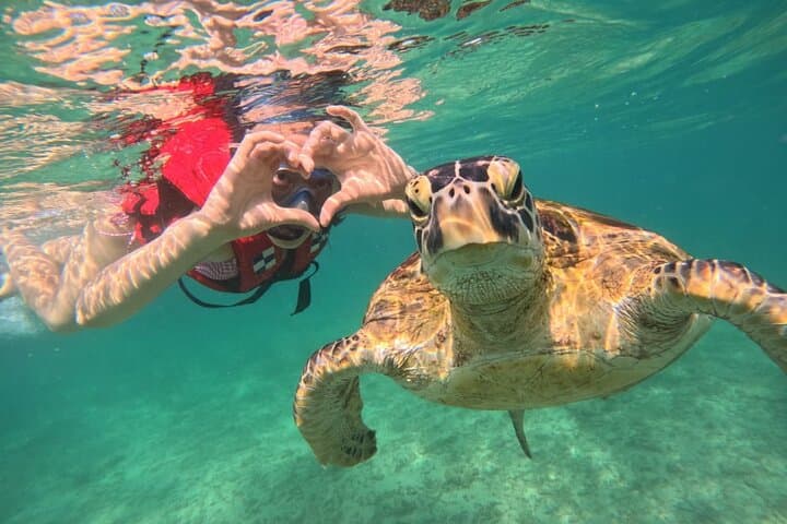 Mirissa Unforgettable Snorkeling Experience with Turtles
