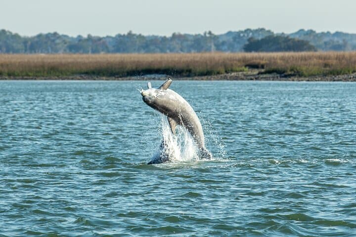Dolphin Discovery Sunset Cruise