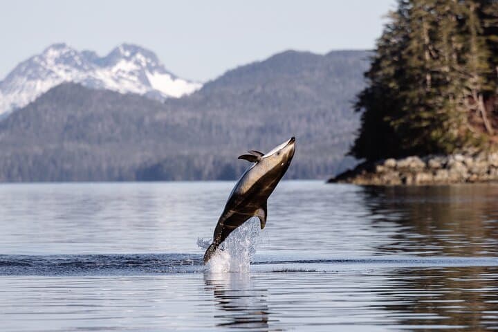 Sitka’s Best Local Whale Watching & Marine Wildlife Tour