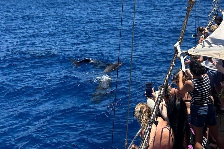 Tenerife: Whale and Dolphin Watching with a Plunge