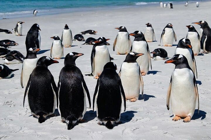 Falklands Penguin Tour Yorke Bay, Rookery Bay & Gypsy Cove