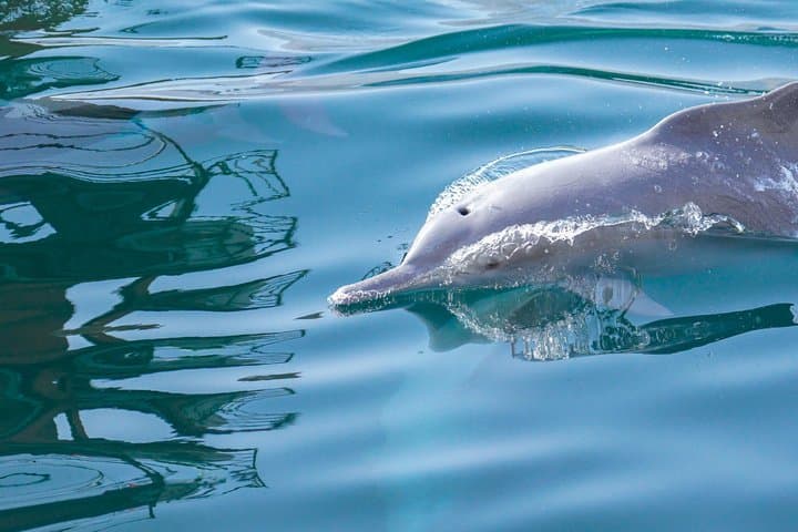 שייט דאו יומי מלא בחצב מוסנדאם