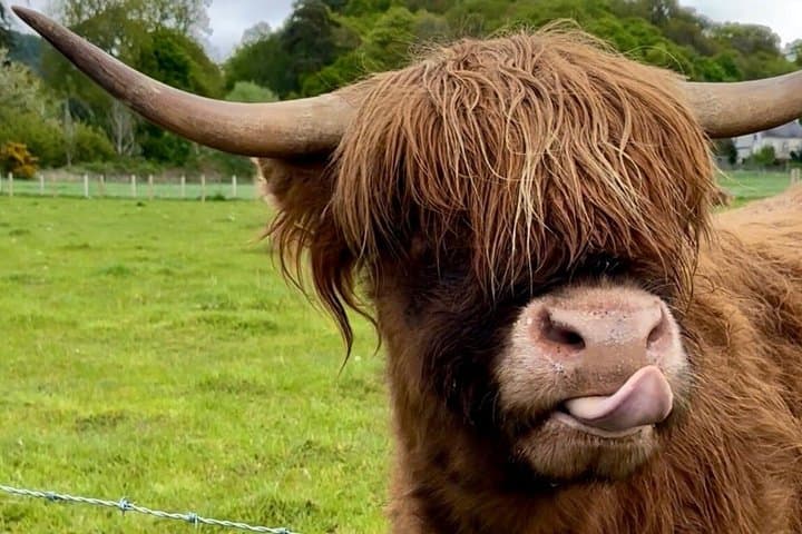 Classic Highland Shore Tour from Invergordon