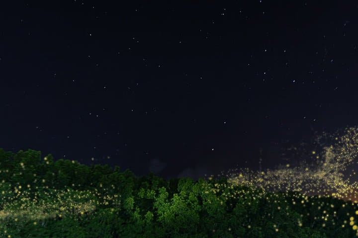 JungleWalla Desaru Mangrove Afterdark | Firefly Cruise Tour